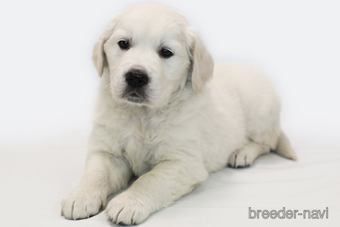 成約済の神奈川県のゴールデンレトリーバー-357359の2枚目